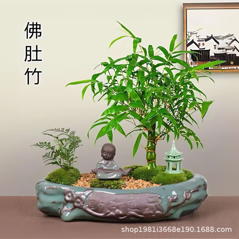 佛肚竹盆栽罗汉竹老桩四季常青植物办公室内客厅矮化盆景花卉绿植
