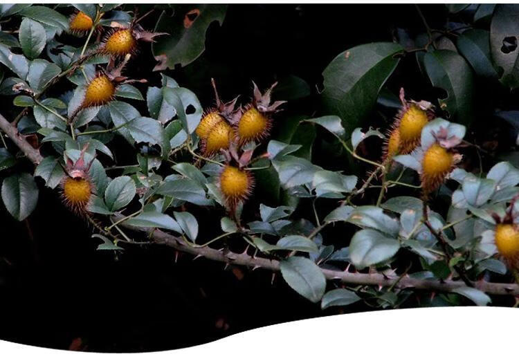 Dried Cherokee Rose Fruit Jin Ying Zi 500g Whole Rosa laevigata Fruit for Herbal Tea and Wine Infusion details