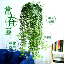 盆栽;月季蔷薇植物;乔木
