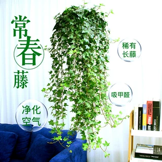 青叶常春藤盆栽植物室内垂吊兰水培吸除甲醛四季长青叶长青藤绿植