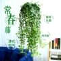 常春藤青叶四季植物吊兰