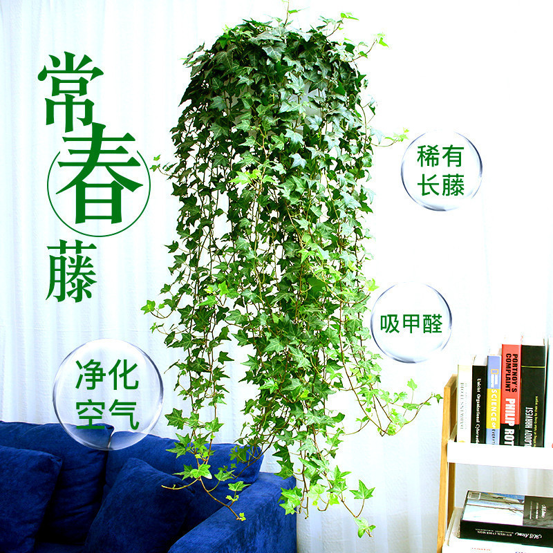 Green Leaf Ivy Potted Plant Indoor Hanging Spider Orchid Hydroponic Absorbs Formaldehyde All Year Round Evergreen Leaf Evergreen Ivy Green Plant