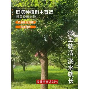Camphor Tree Seeds, Large Camphor Trees, Courtyard Greening, Evergreen All Year Round, Potted Plants Planted in the North and South