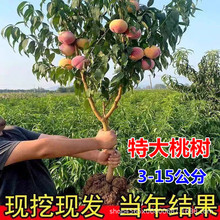 嫁接特大水蜜桃树苗带土早熟桃树树苗冬桃黄油桃盆栽地栽南北方种