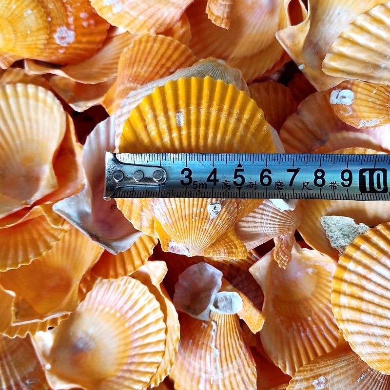 Correo de ajo hawaiano Barbacoa grande Vieira Bandeja de abanico Bolsa de concha grande Ventilador de media concha al vapor Blanco