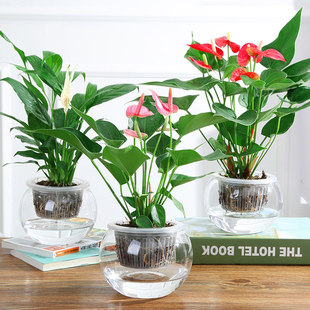 �t��һ���L혻��ܰ����҃�����ˮ��ֲ������k���������_��