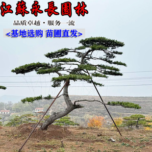 �������l�����������ɘ���ͥԺ�Nֲ�ļ����������b�����Ҏ���Rȫ