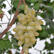 ����ָ�ۼt���������ј�ꖹ�õ�����ϱ����Nֲ�Ӻ��ĺھ޷�o�Ѻ�