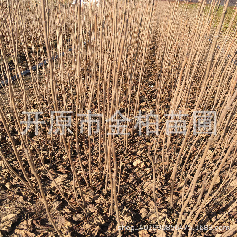 批发梓树树苗 东北梓树6-20公分 工程乔木梧桐树苗木庭院绿化