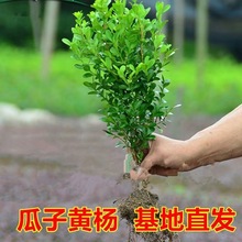 黄杨小树苗小叶苗庭院工程绿化绿植物四季常青冬青花卉市场花大全