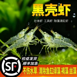 观赏鱼;其它水族用品;观赏鱼饲料