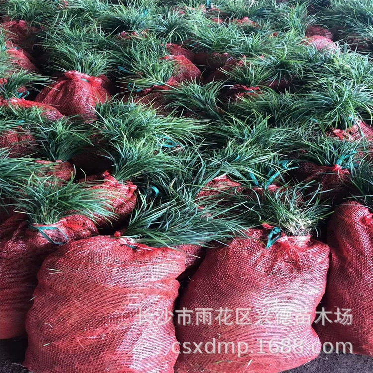 Оптовая продажа Ophiopogon japonicus, Hunan fine-leaf Ophiopogon japonicus, крупнолистный Ophiopogon japonicus, морозостойкое растение, Ophiopogon japonicus с золотистыми краями, большое количество