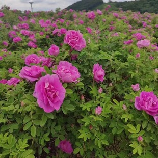 �ļ�õ�� �༾��÷ ����õ�� Ҏ���Rȫ ��������