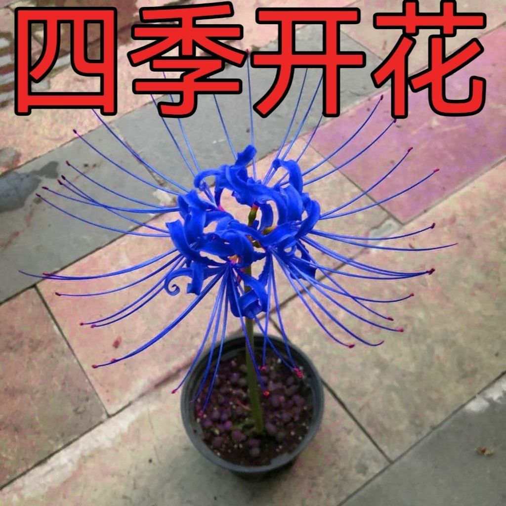 大花重瓣彼岸花四季开花盆栽花卉植物花苗室内外阳台绿植曼珠沙华