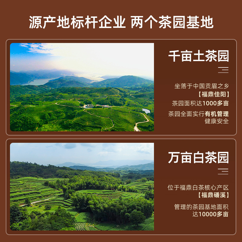 福鼎白茶2018年秋寿眉茶餅5年陳老白茶ナツメ茶葉流通卸売り300g|undefined