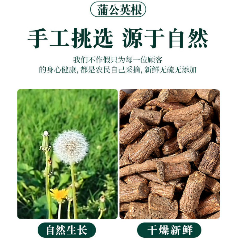 蒲公英根材野生500g天然东北长白山新鲜干蒲公英根茶大根|undefined