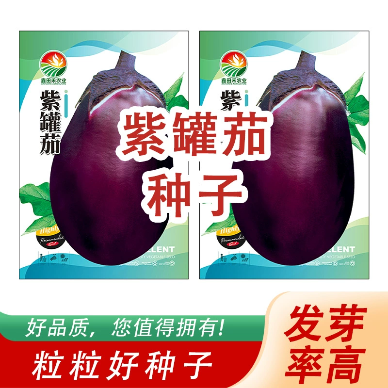 Оптовые фиолетовые длинные семена баклажанов, раннеспелые, мясистые, нежные, ярко-фиолетовые длинные семена баклажанов для сельскохозяйственных угодий и огородов.
