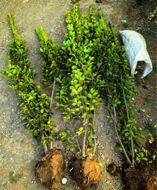 宿根花卉;灌木;盆栽