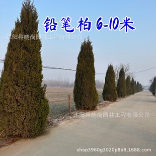 �U�P���ɰؘ����ļ�����ؘ����؂Ȱش�̖�����U�P��6-8���U�P��