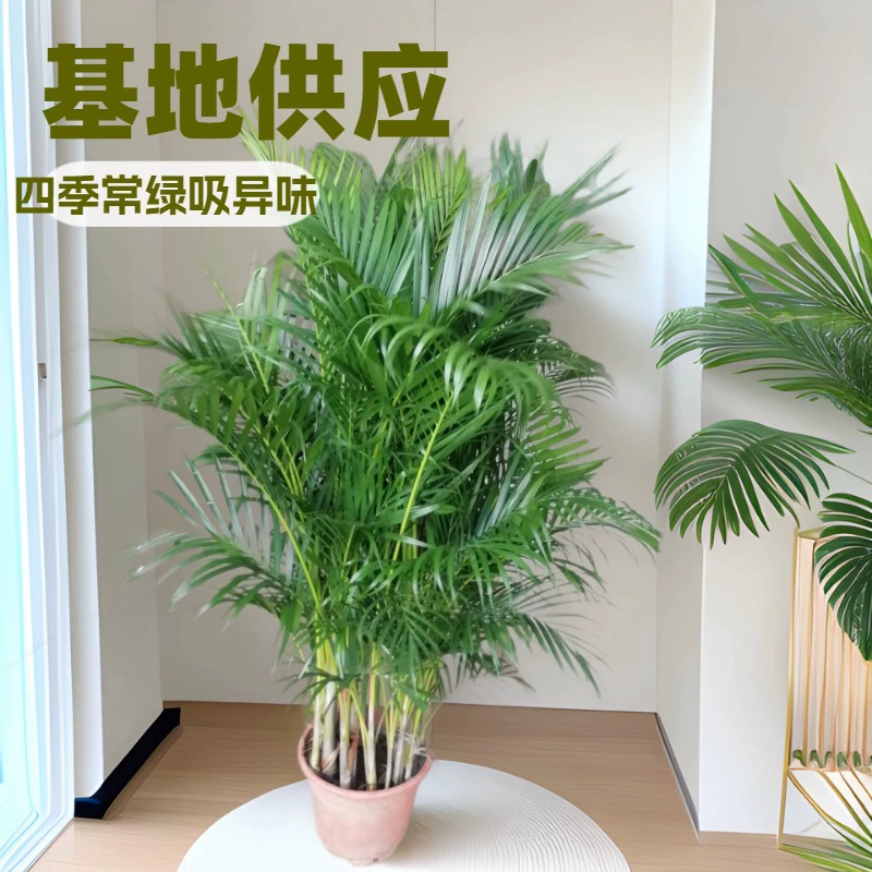 Специализированная база для поставок зеленых растений для офиса и дома, высокие (1,5 м) горшечные фикусы в тропическом стиле, оптовые поставки садовых рассады напрямую от производителя.