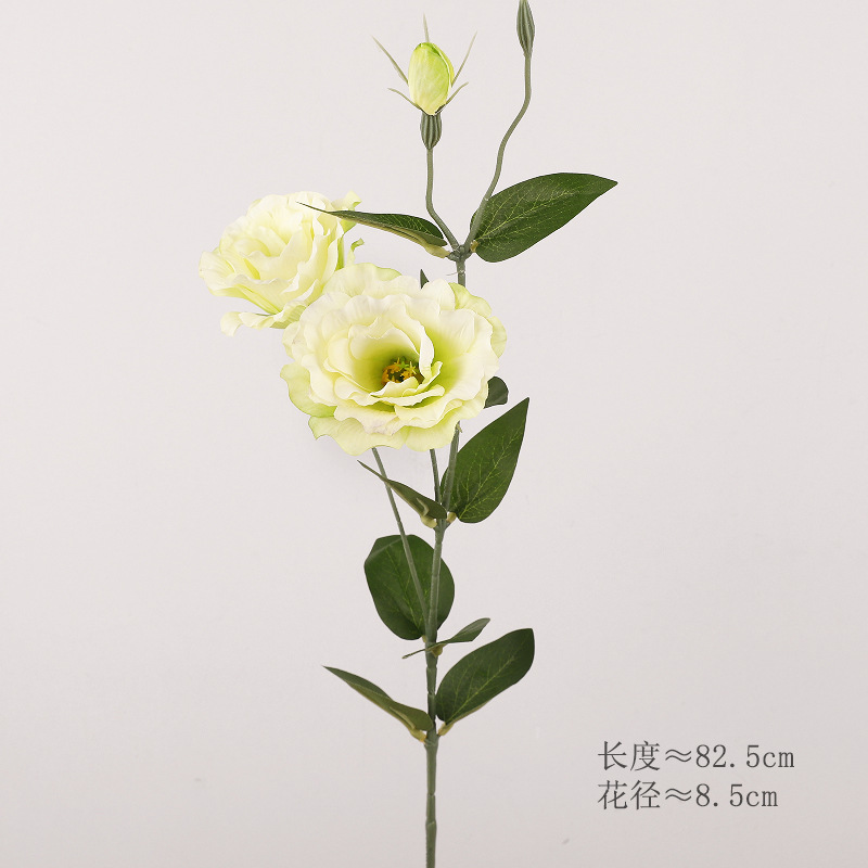 도라지 꽃(녹색)