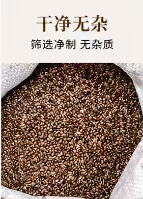 Cassia Seed Jue Ming Zi Dried Whole Seeds 1000g Herbal Tea Ingredient Bulk Pack quality and texture