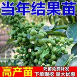 正宗四川汉源藤椒树苗青花椒椒无刺花椒绿花椒麻椒树苗南北方种植