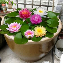 Водяная Лилия: красная. Белое. Желтый. Розовый