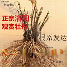 洛阳观赏牡丹花苗大苗-分支重瓣大花四季开花花卉盆栽庭院麦太保