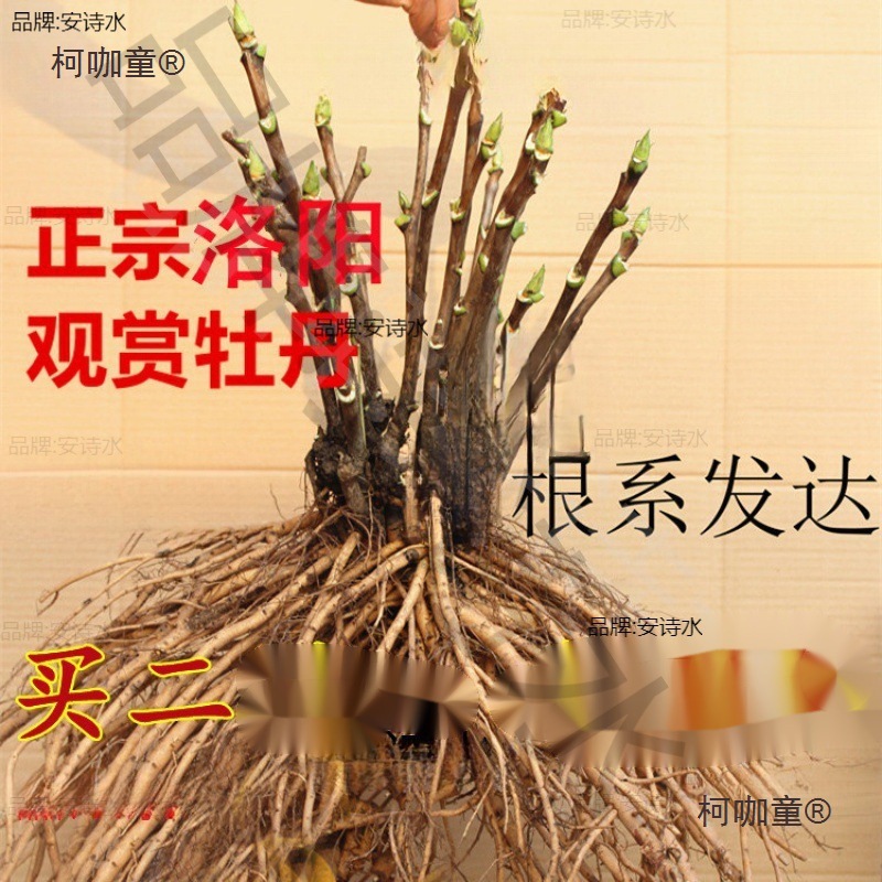 洛阳观赏牡丹花苗大苗-分支重瓣大花四季开花花卉盆栽庭院麦太保