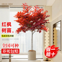 �ձ��t������ͥԺ�e���Gֲ���ļ��t�輧�Ϙ����Ծ����͘������ͺ�