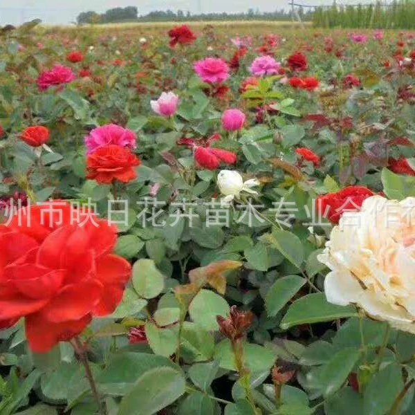 Роза Базовые Пятна Сорта Большой Цветок Роза Вертикальное Озеленение Ou Yue Горшечная Красная Шляпа Роза