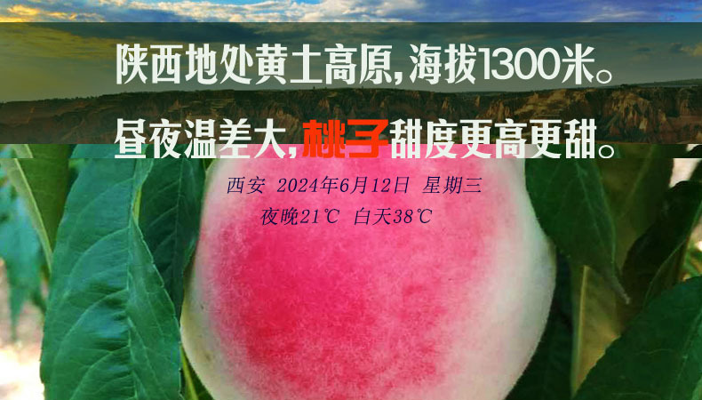 2024黄土高原 粉黛jinyu