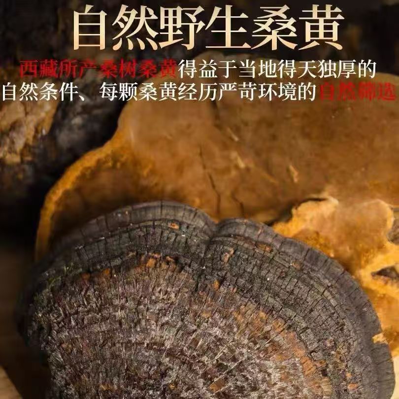 Sang Huang Mulberry Yellow Fungus Sliced 100g Bag Traditional Herbal Wellness for Middle Aged and Older Adults preparation
