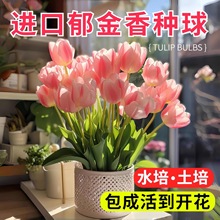郁金香种球水培土培进口5度球阳台庭院盆栽花卉种球好养