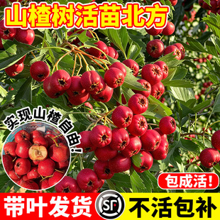 ɽ高���籱���ش���ɽ��t���Ե��Ԙ��籱���Nֲ���B�޽ӹ�����