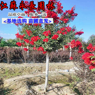 ���Լt�����ޱ����ռt��ޱ�����ͺ�����t�@���^�p����ֲ�����