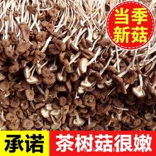 不开伞茶树菇干货古田新鲜干菇类批发炖汤煲汤香菇支持各种代发