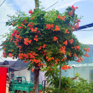 Lingxiao Flower Climbing Flower Potted Old Pile House Courtyard Greening Climbing Plant Indoor and Outdoor Flowering in All Seasons