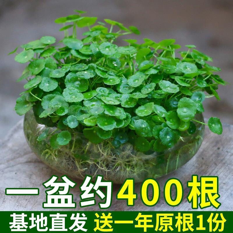 Hydroponic Potted Plant with Leaves, Indoor Small Green Plant, Flower Hydroponic Money Grass Seeds, Aquatic, Easy to Maintain in All Seasons