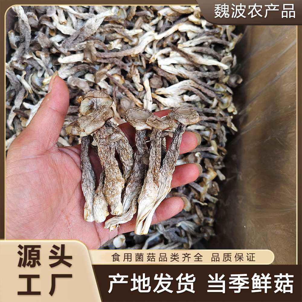 鹿茸菇干货精选袋装煲汤食材家用商用农家特产食用蘑菇鹿茸菌批发