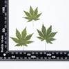 Maple leaves True leaves Patch True Flower Leaf Patch Plant Simpling Dry Flower Pressing Flower Mobile Phone Shell Bookmark