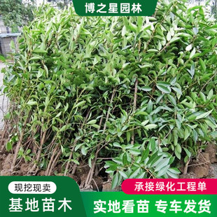 French Holly Seedlings Wholesale Garden Courtyard Fence Wall Project Greening Seedlings French Holly Tree Coral Tree