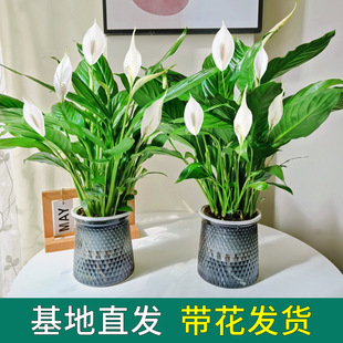 White Peace Lily Potted Hydroponic Plant Office Green Plant Anthurium Blooms All Seasons Easy to Care for with Buds