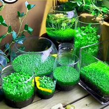 鱼缸水草种子生态玻璃瓶造景套餐植物种籽孑水培阴性真草盆栽装饰