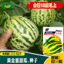 黄金蜜甜瓜种子 农田菜园早熟黄皮白肉易座果汁多香甜甜瓜籽