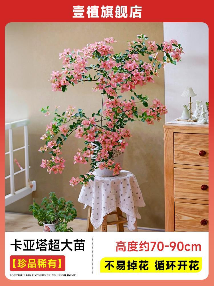 [보물 및 희귀] 카야타 초대형 모종 [70-90cm丨떨어지기 쉽지 않음丨주기적 개화]