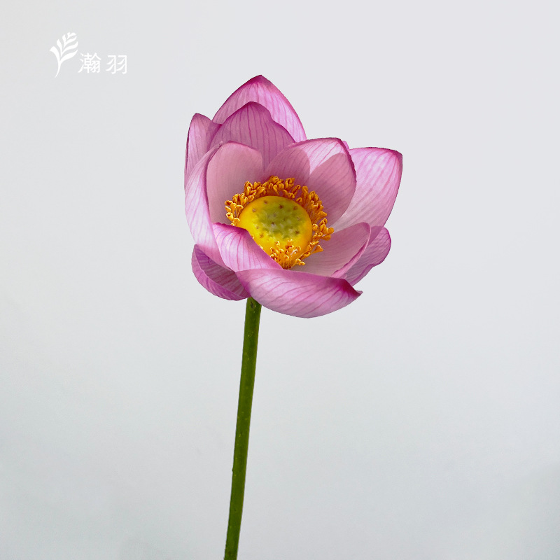 로터스 핑크