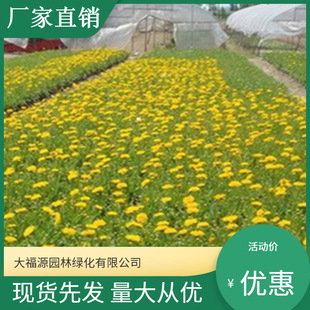 [Base Wholesale] Large-Flowered Coneflower Perennial Flower Engineering Seedlings Water Body Wetland Engineering Greening