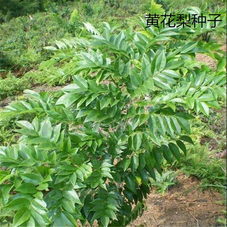 Массовые Аутентичные семена рассады груши Хайнань Хуанхуа (Dalbergia odorifera) Драгоценные семена деревьев Хуанхуа семена груши оптом